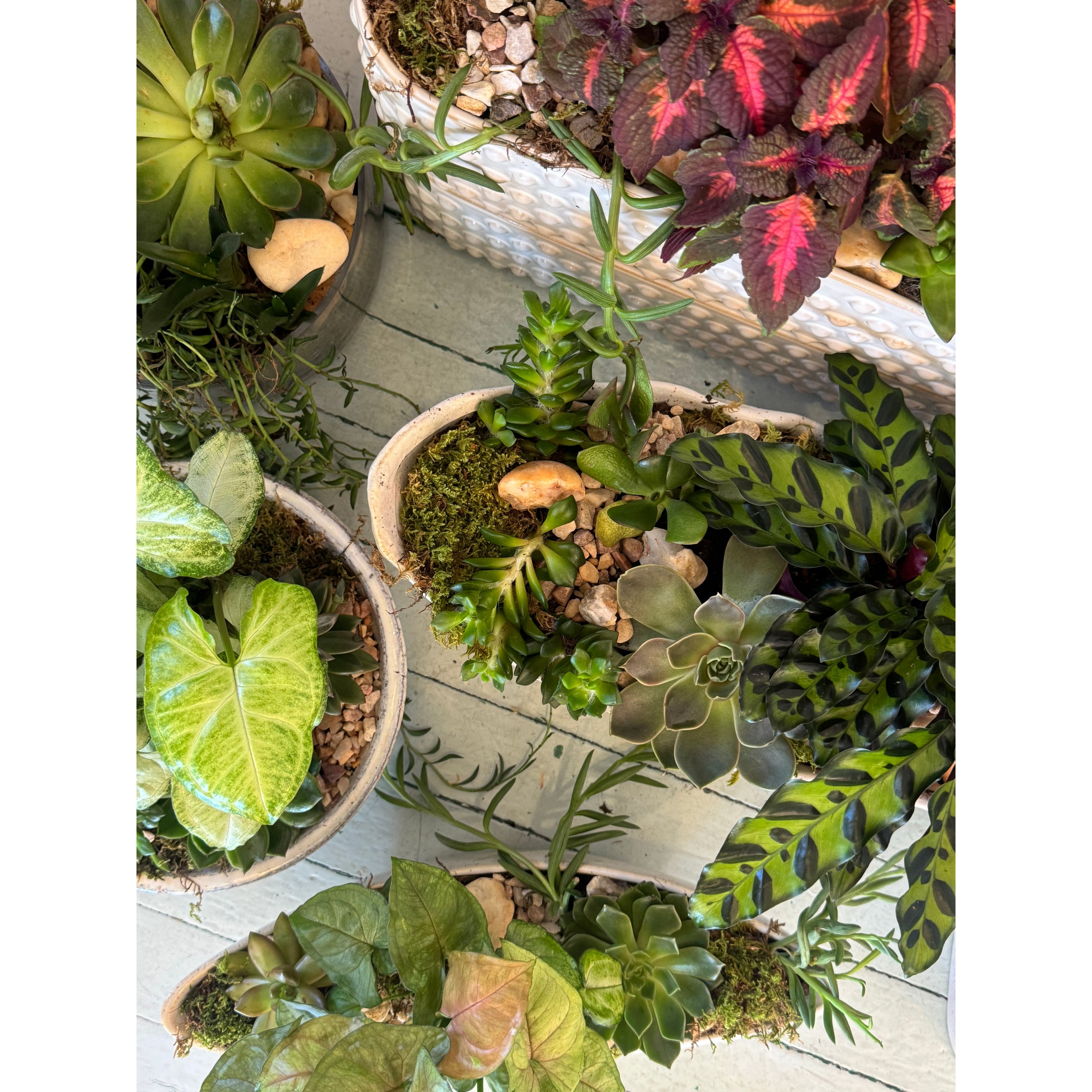 Succulent Garden