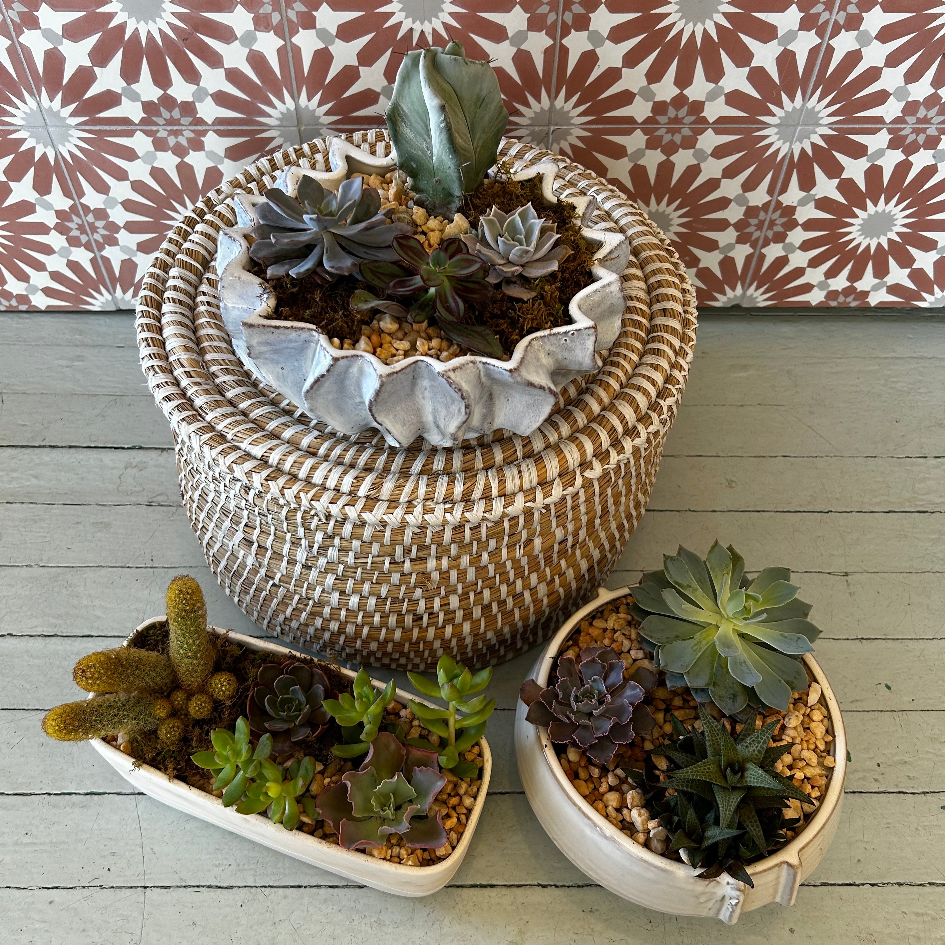 Succulent Garden