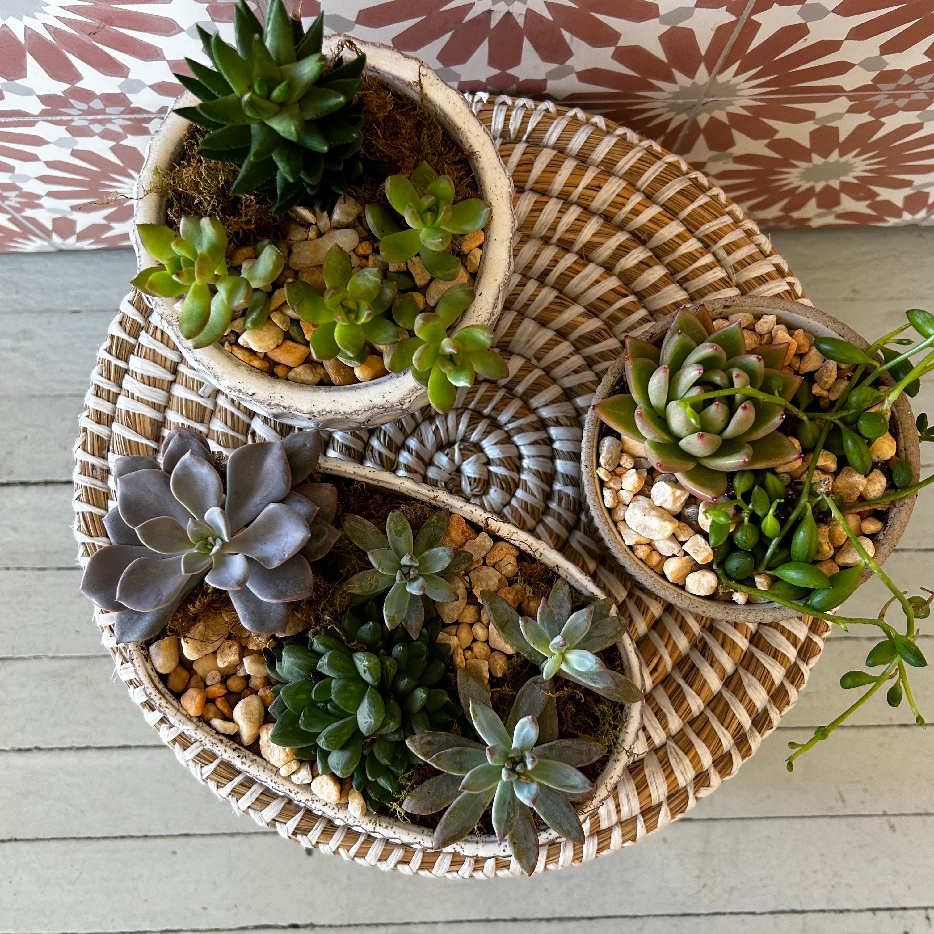 Succulent Garden