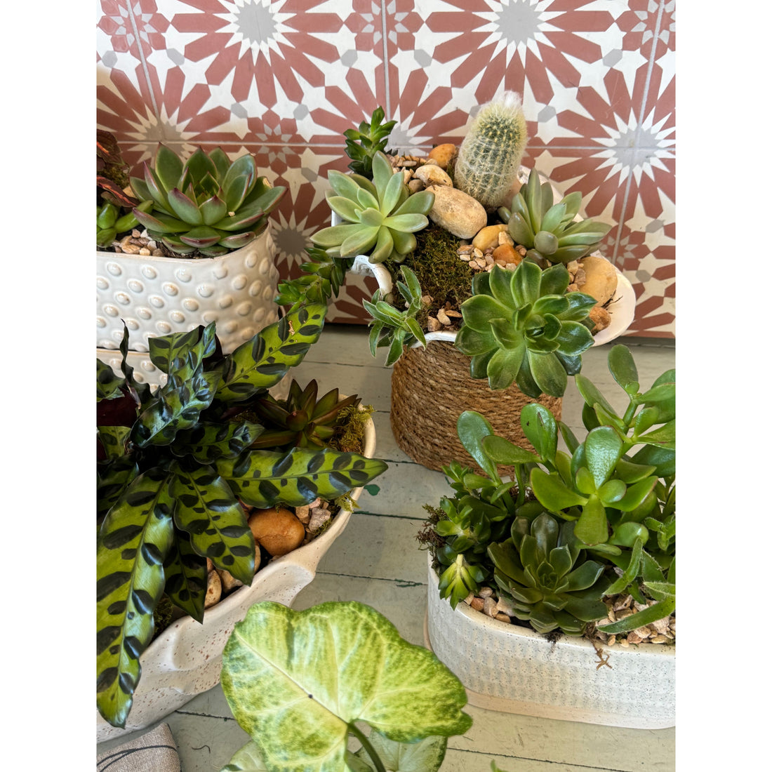 Succulent Garden