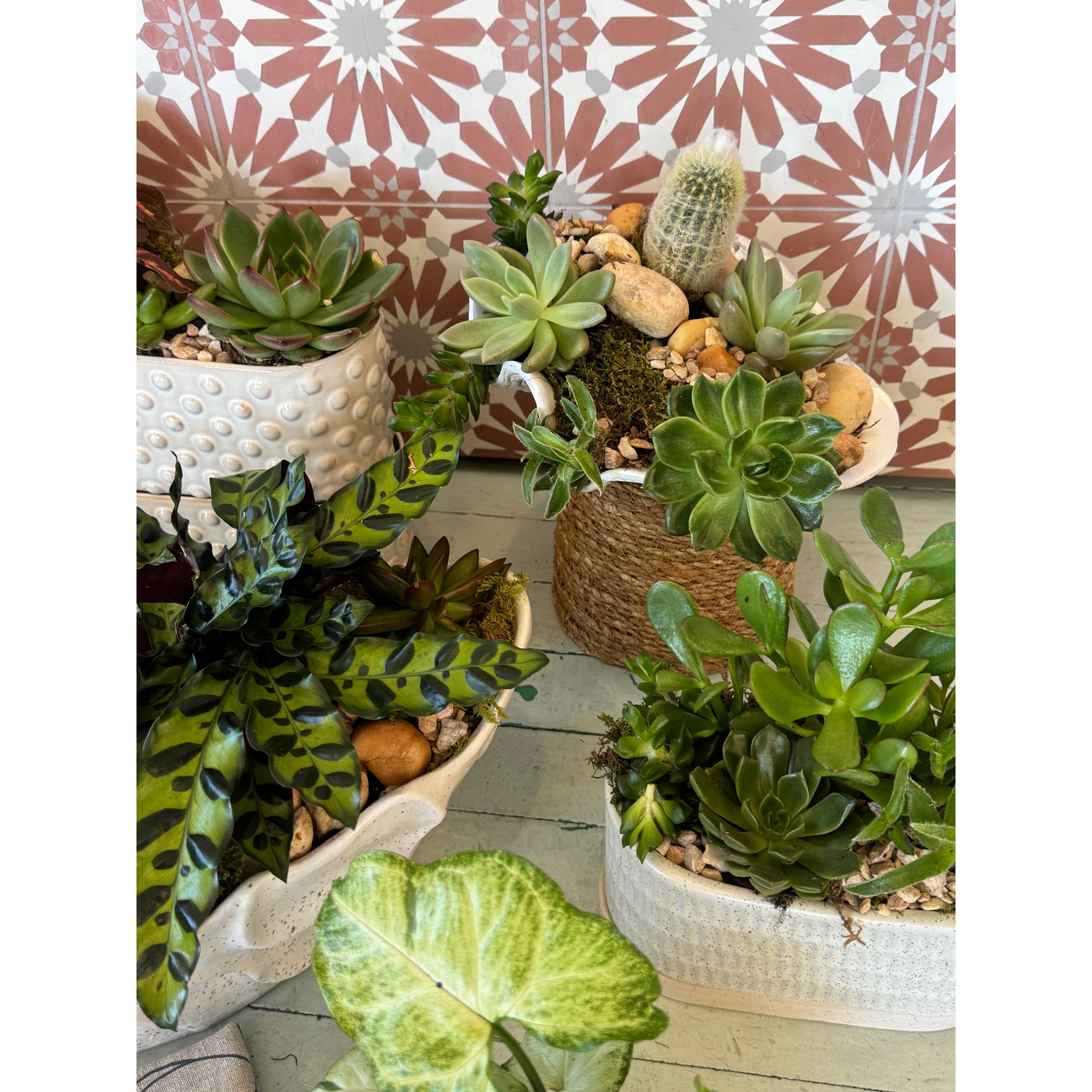 Succulent Garden