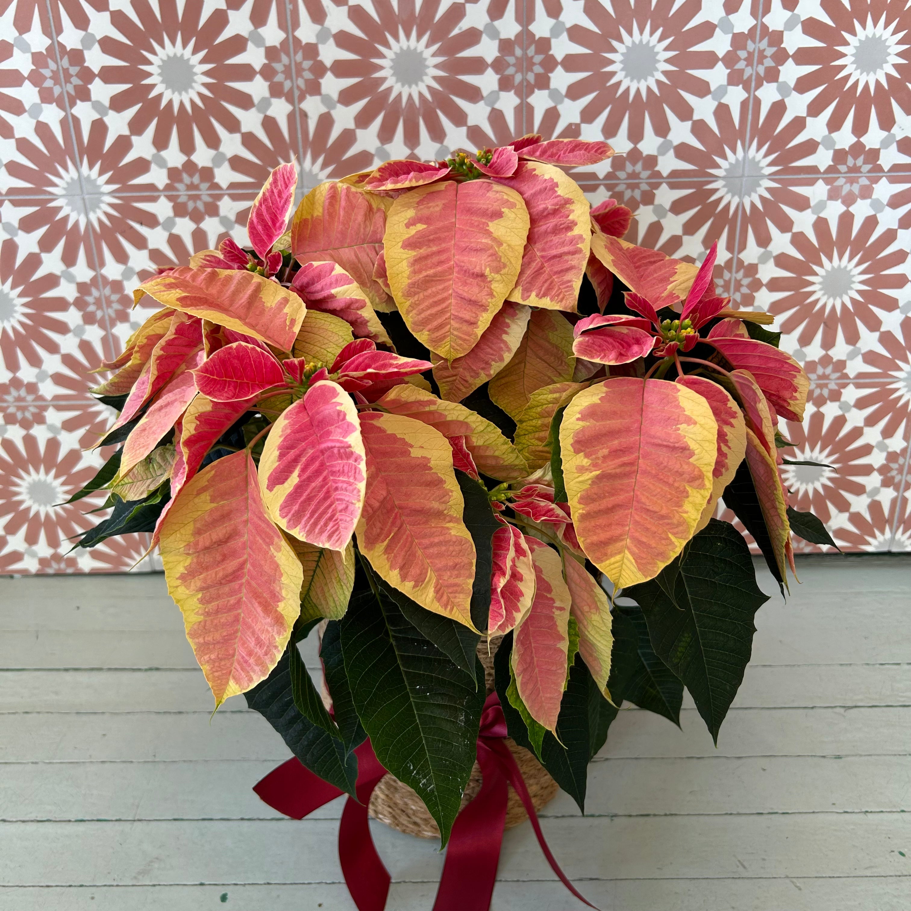 Poinsettia