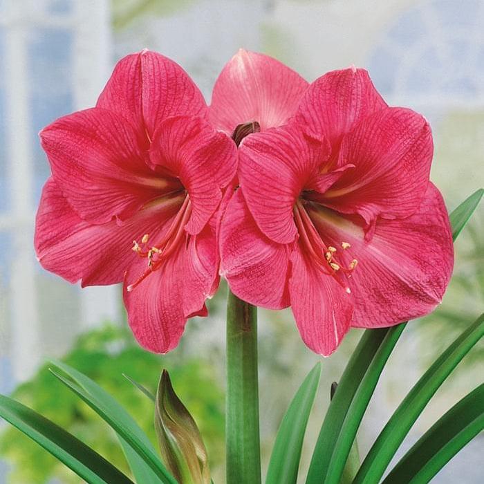 Amaryllis Bulb