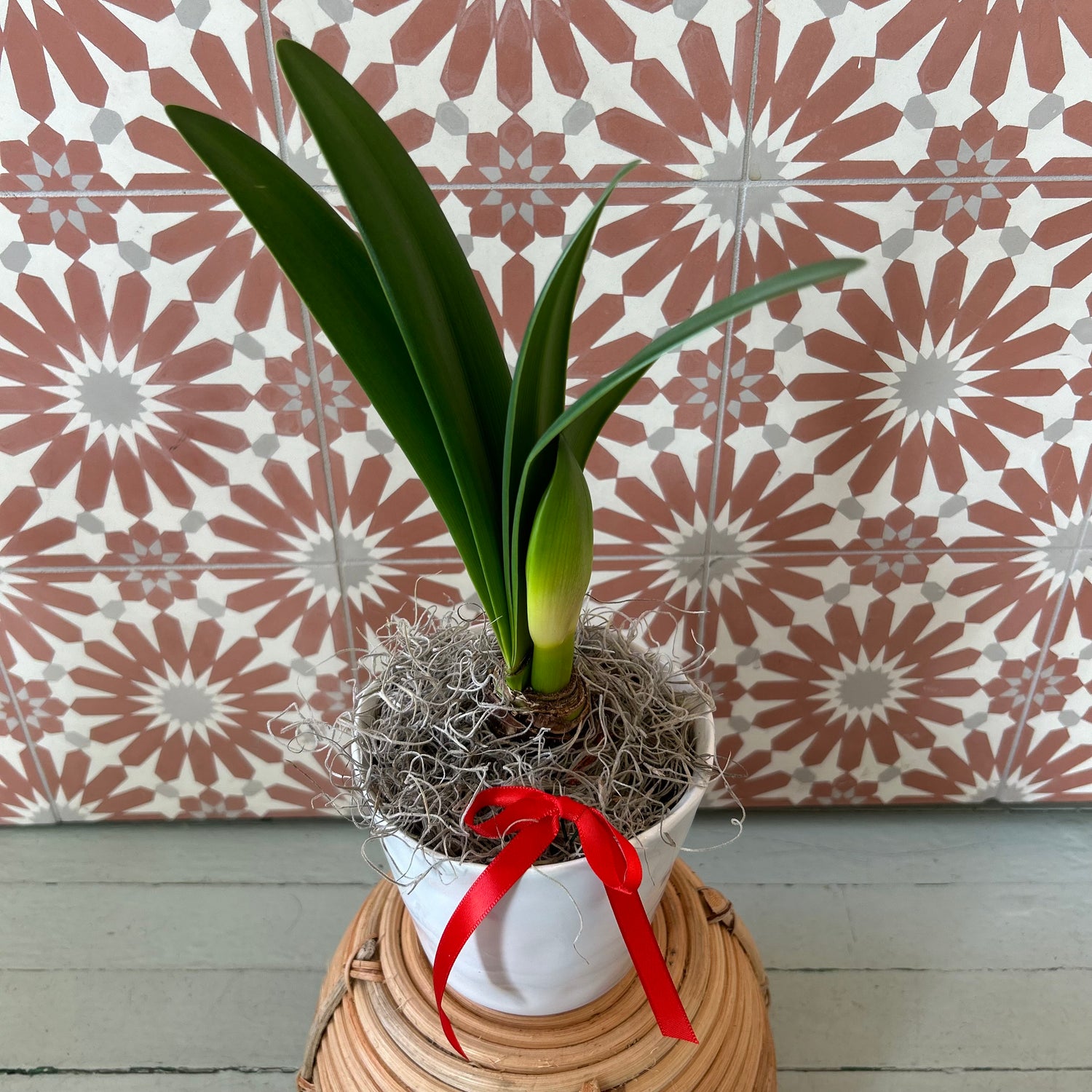 Amaryllis Bulb