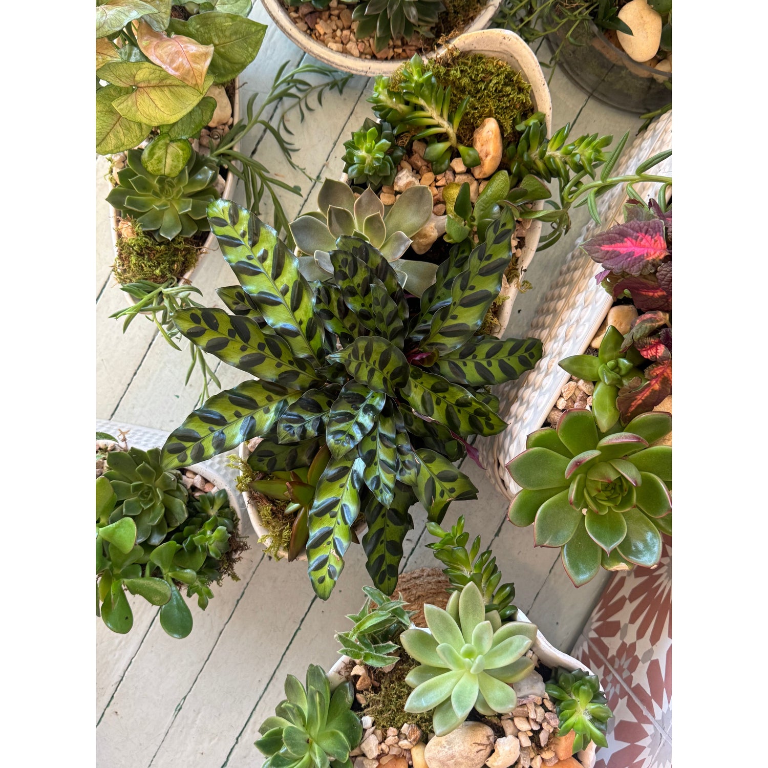 Succulent Garden