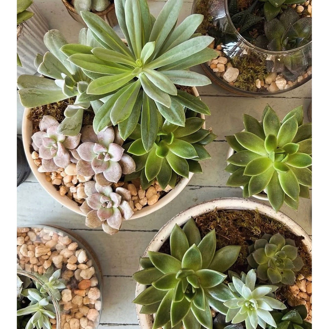 Succulent Garden