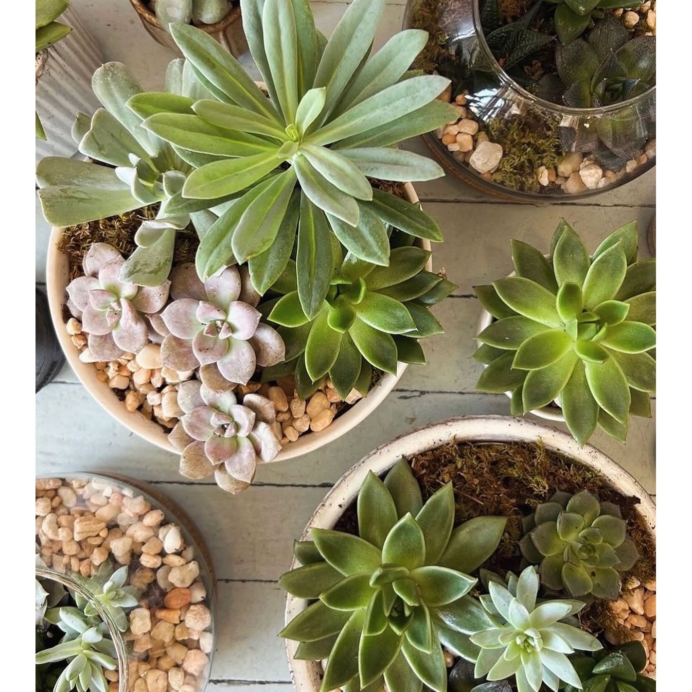 Succulent Garden