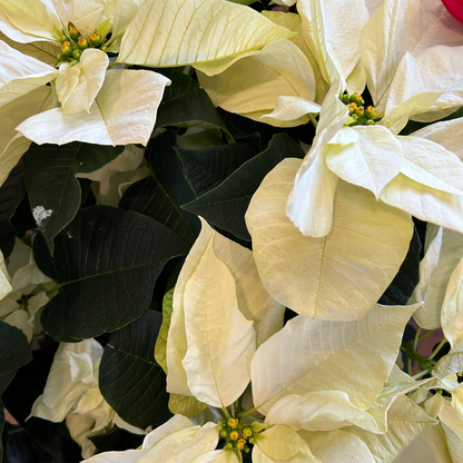 Poinsettia