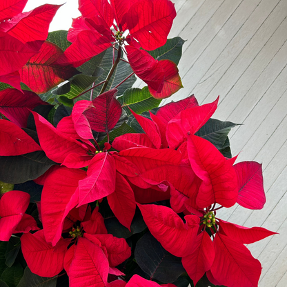 Poinsettia