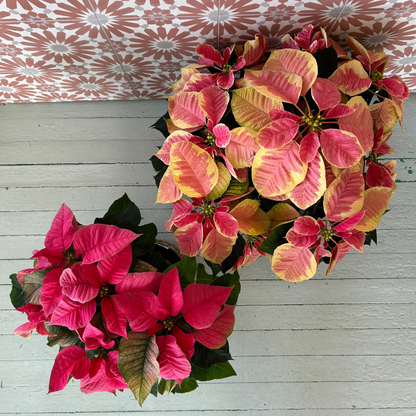 Poinsettia