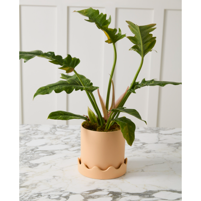 Pisarro Pot with Saucer