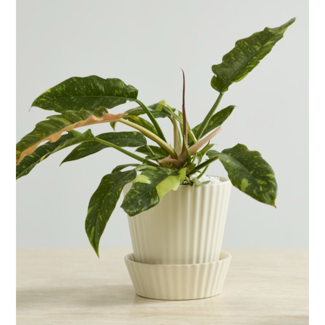 Quincy Pot w/ Saucer