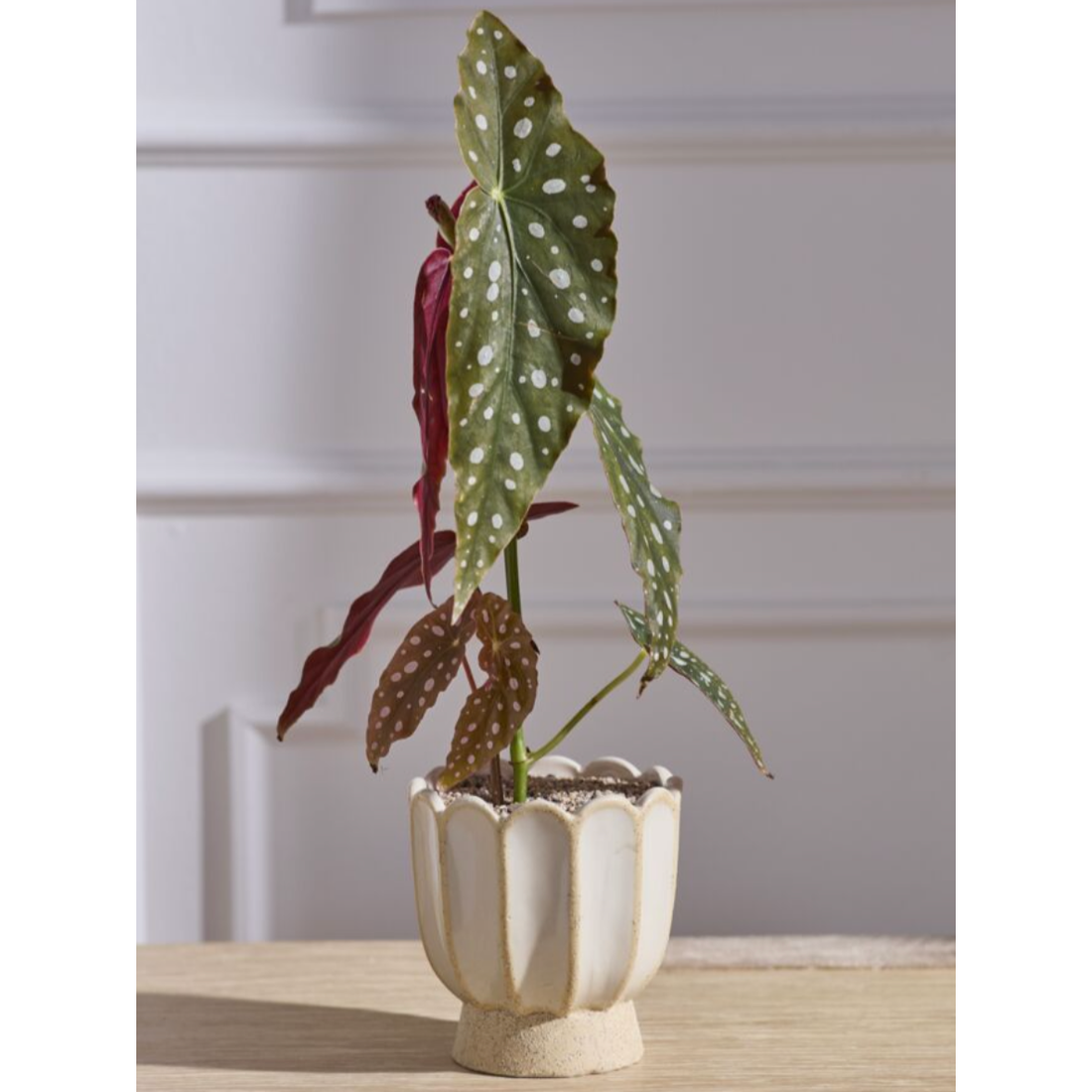 Tilly Pot