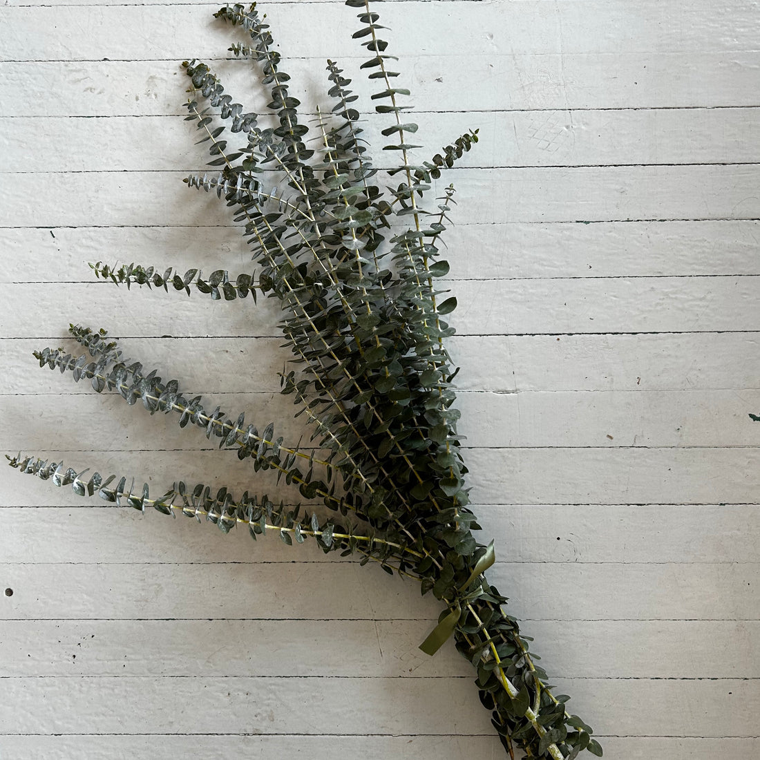 Eucalyptus Bundle: Pickup Exclusive